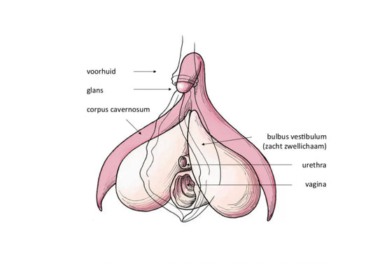 Wat is de clitoris nou écht?